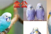 虎皮鹦鹉性别如何区分？雌雄特征有哪些？