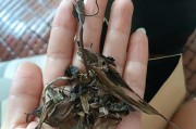 怎么看茶叶好不好？茶叶品质的判断标准是什么？