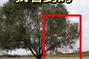 华为手机如何进行构图截图？截图技巧有哪些？
