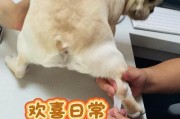 数据线被狗咬断了怎么修复？还有哪些预防措施？