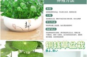 铜钱草养护技巧有哪些？如何让铜钱草长得更茂盛？