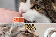 1个多月的猫咪爱咬人怎么办？如何纠正小猫的咬人行为？