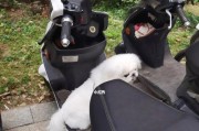 如何防止狗狗爬到电瓶车上？有效的方法有哪些？