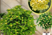 盆栽桂花树怎么养才长得好看？有哪些养护技巧？