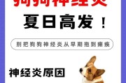 狗狗中暑了怎么办？如何快速识别和应对？
