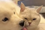 手机如何连接定位猫狗摄像头？