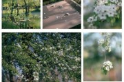 梨花苹果手机拍照技巧有哪些？