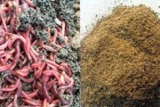 小鱼多怎么钓大鱼？使用哪些技巧能成功钓到大鱼？