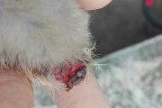 仓鼠掉毛是什么原因引起的？如何预防和处理？