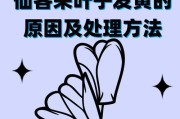 仙客来冬天养护技巧有哪些？如何确保其安全过冬？