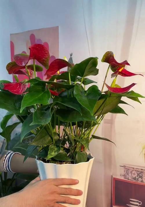 鸿运当头花如何养才能开出鲜艳的红色花朵？
