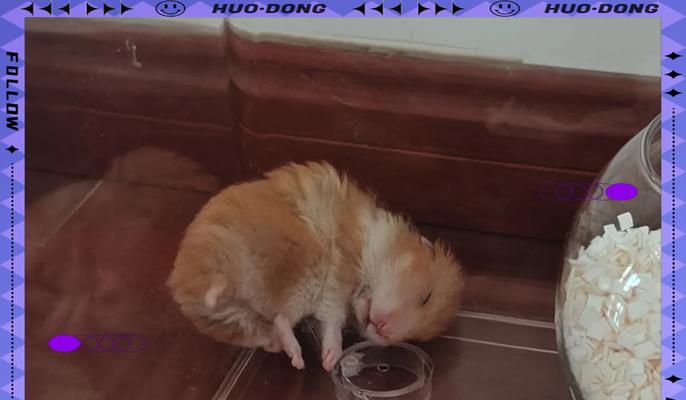 仓鼠掉毛是什么原因引起的？如何预防和处理？