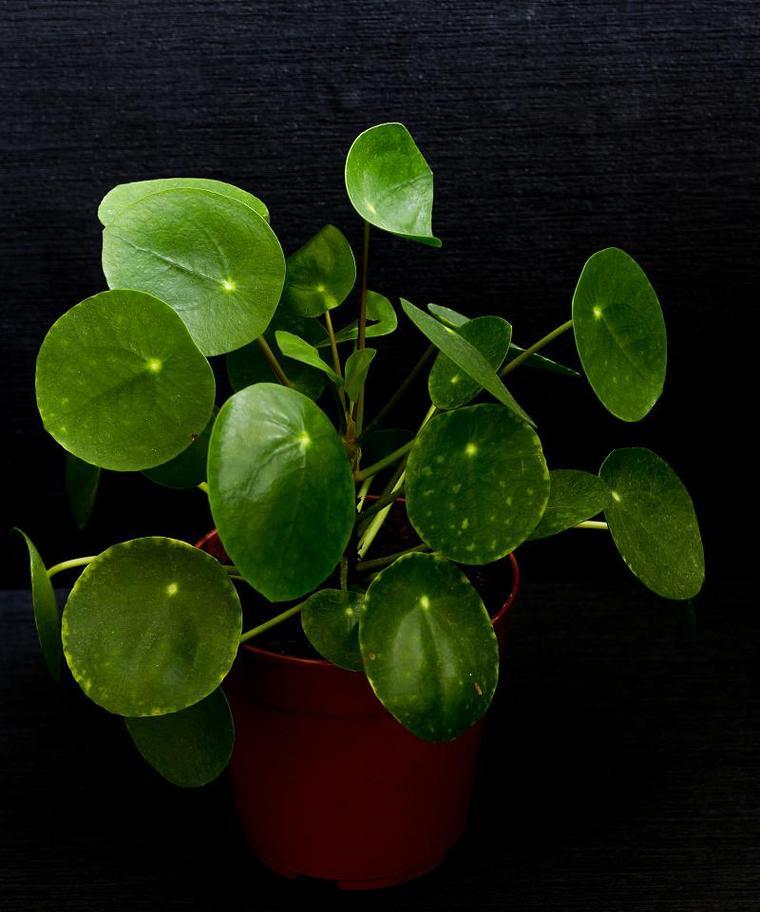能用水养的植物有哪些？适合水培的植物种类推荐？