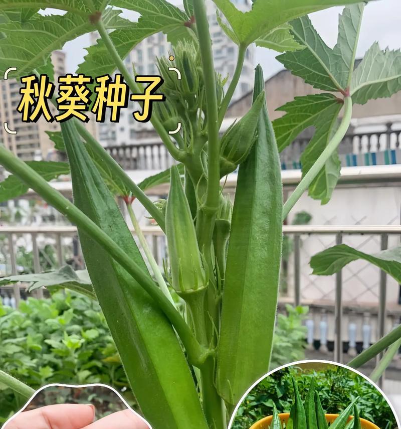 秋葵不适宜什么人吃？食用秋葵有哪些禁忌？