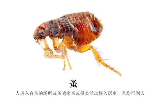 如何消灭跳蚤最有效的方法？家庭和宠物身上跳蚤如何彻底清除？