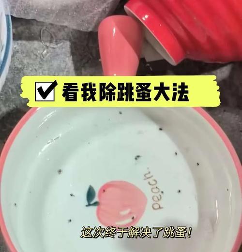 如何消灭跳蚤最有效的方法？家庭和宠物身上跳蚤如何彻底清除？