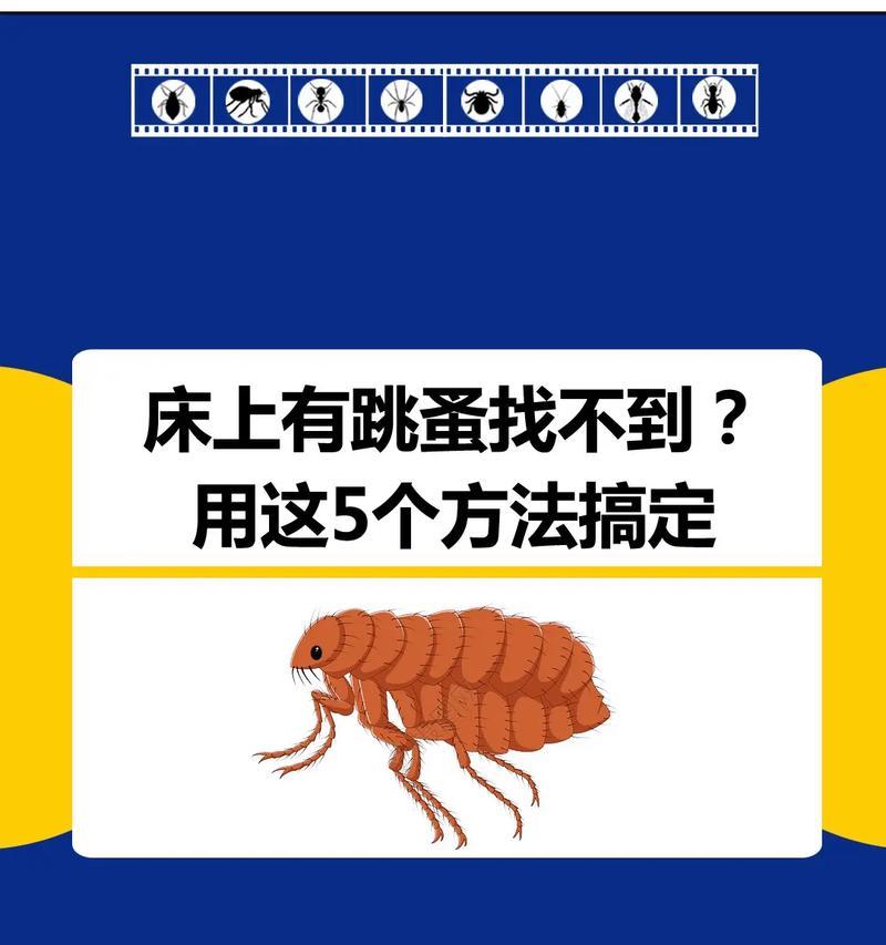 如何消灭跳蚤最有效的方法？家庭和宠物身上跳蚤如何彻底清除？