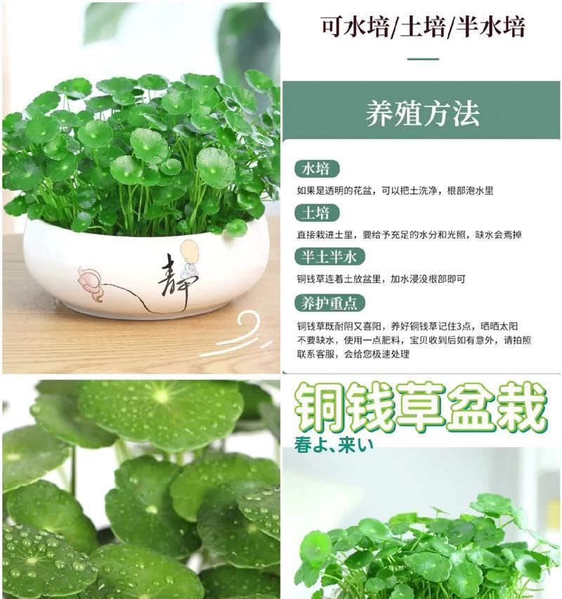 铜钱草养护技巧有哪些？如何让铜钱草长得更茂盛？