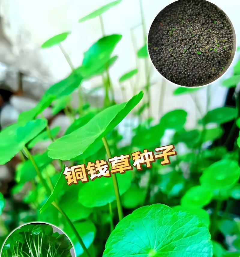 铜钱草养护技巧有哪些？如何让铜钱草长得更茂盛？