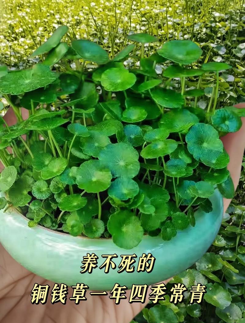 铜钱草养护技巧有哪些？如何让铜钱草长得更茂盛？