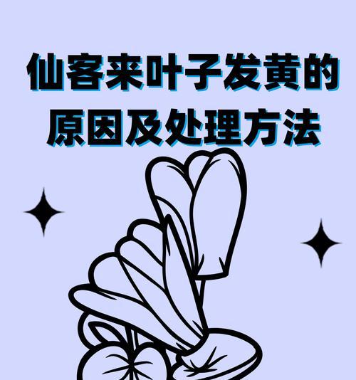 仙客来冬天养护技巧有哪些？如何确保其安全过冬？