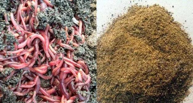 小鱼多怎么钓大鱼？使用哪些技巧能成功钓到大鱼？
