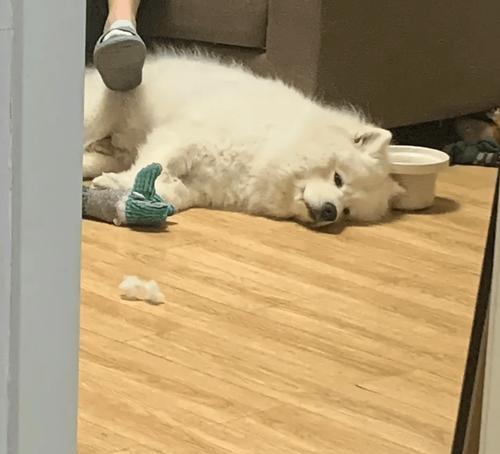 萨摩耶犬纯种鉴定方法是什么？如何判断萨摩的血统纯度？