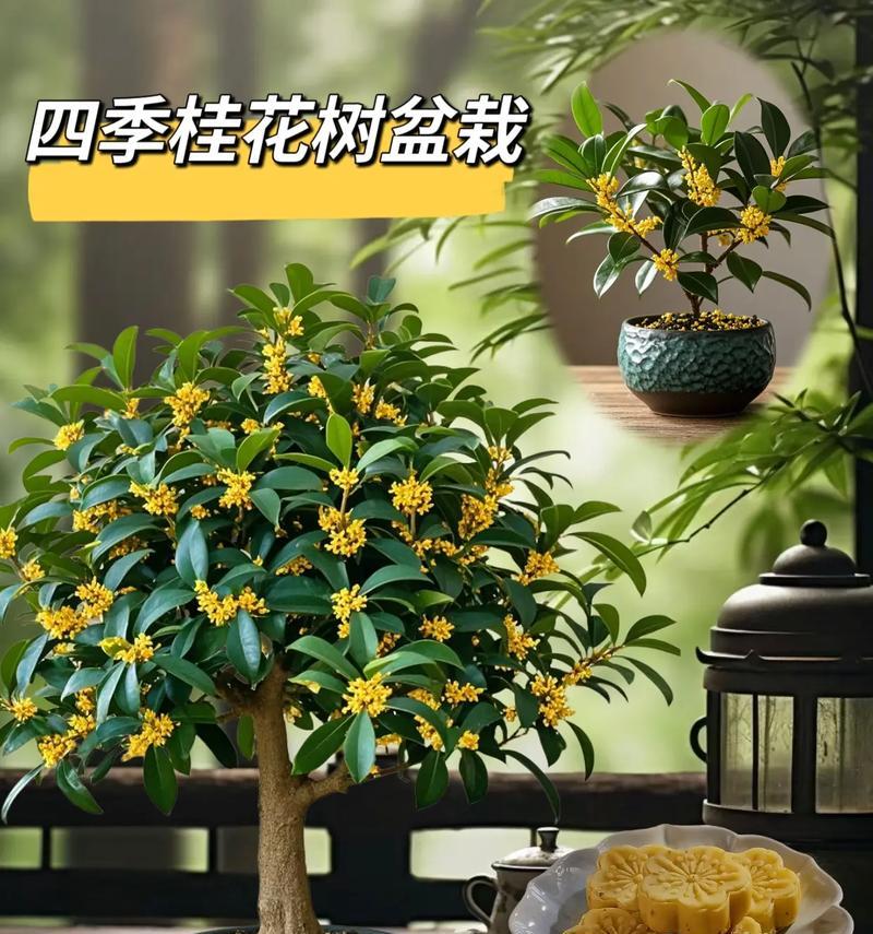 盆栽桂花树怎么养才长得好看？有哪些养护技巧？
