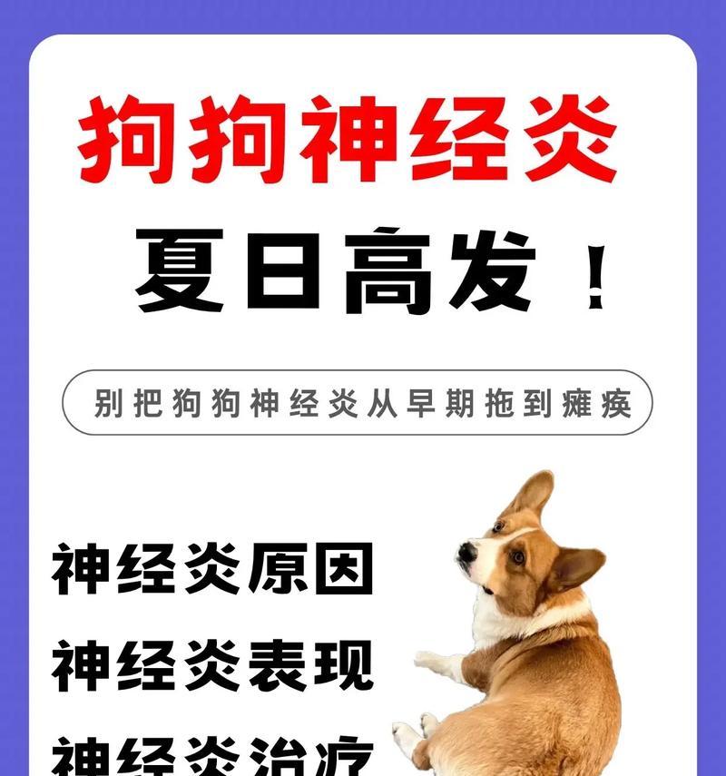 狗狗中暑了怎么办？如何快速识别和应对？