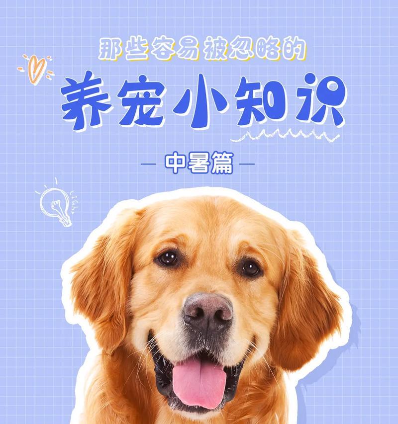 狗狗中暑了怎么办？如何快速识别和应对？