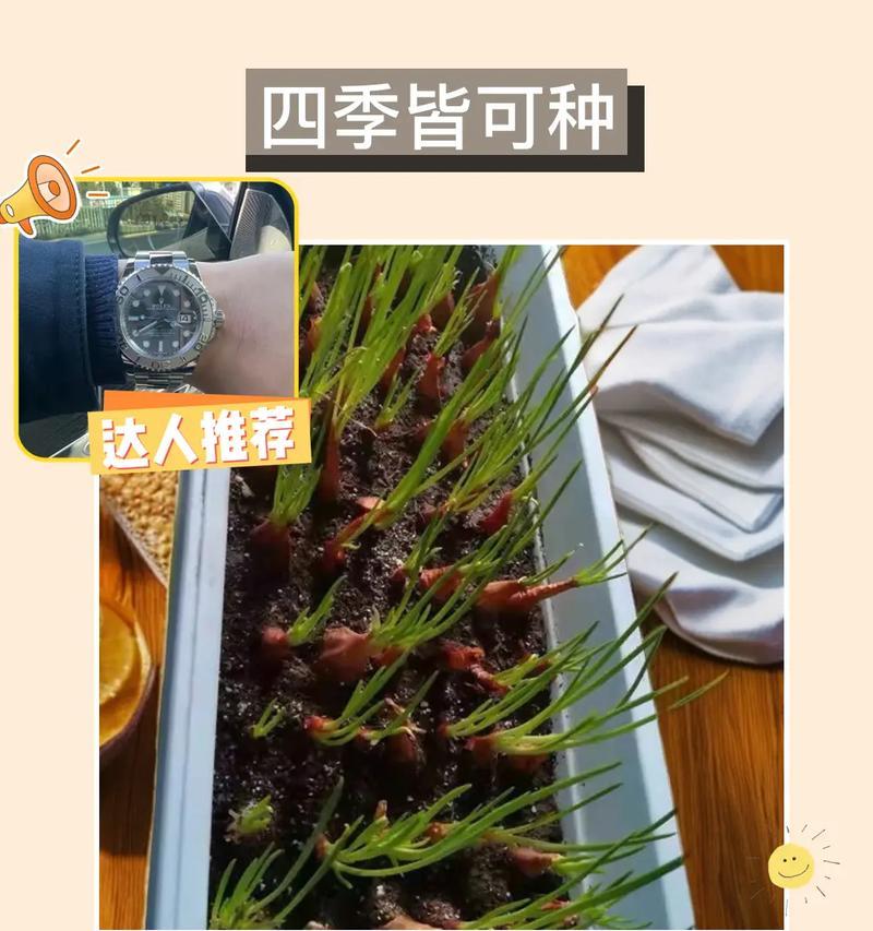 花盆洋葱种植方法是什么？如何正确种植洋葱？