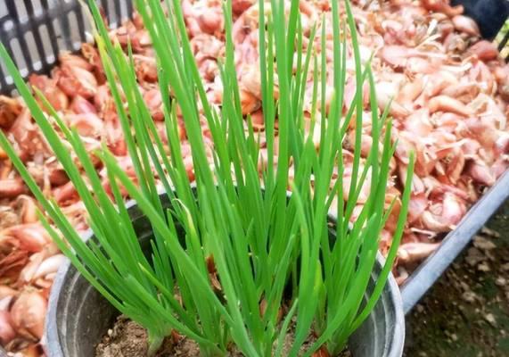 花盆洋葱种植方法是什么？如何正确种植洋葱？