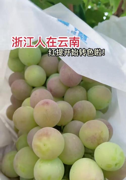 葡萄和提子有什么区别？它们的营养价值各是什么？