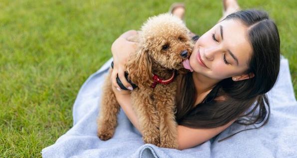泰迪犬训练技巧有哪些？如何解决训练中的常见问题？