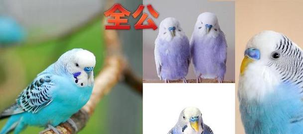 虎皮鹦鹉性别如何区分？雌雄特征有哪些？