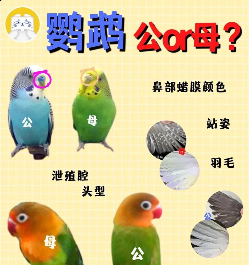 虎皮鹦鹉性别如何区分？雌雄特征有哪些？