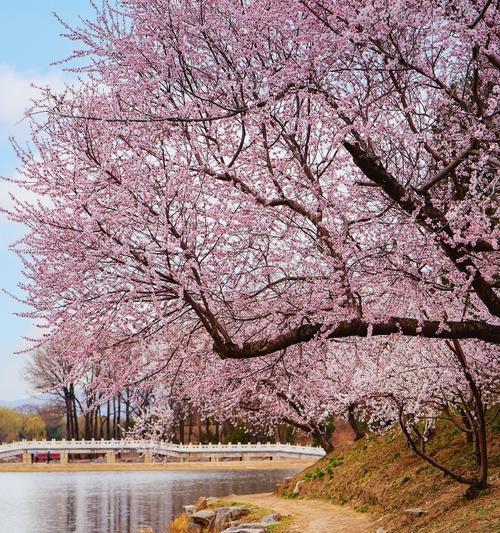 手机如何拍摄桃树美景？