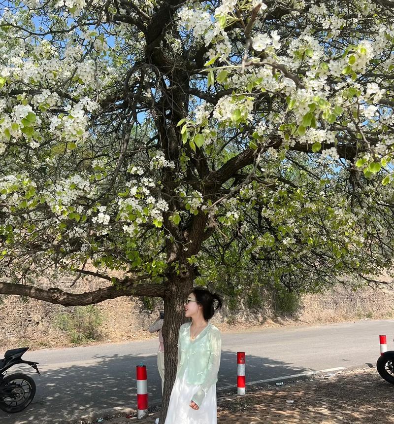 梨花苹果手机拍照技巧有哪些？