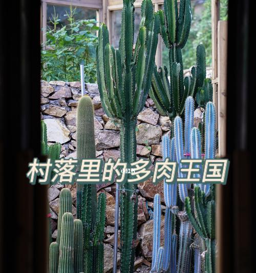 手机壳花房清理方法及注意事项？