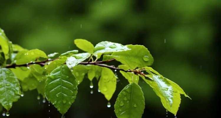佳能相机如何拍摄雨景视频？拍摄雨景视频时的技巧有哪些？
