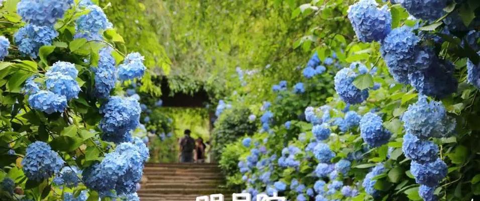 花海谷租电瓶车需要什么手续？价格是多少？