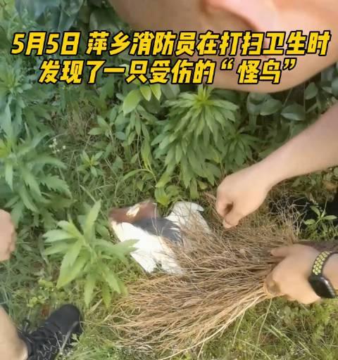 看电视怪物图片哪里找？这些图片有何用途？