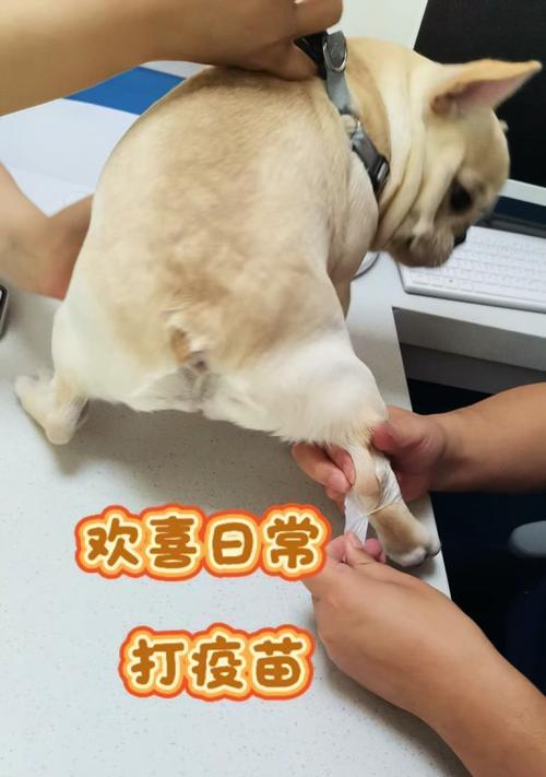 数据线被狗咬断了怎么修复？还有哪些预防措施？