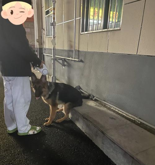 德牧坐电瓶车需要注意什么？如何确保安全？